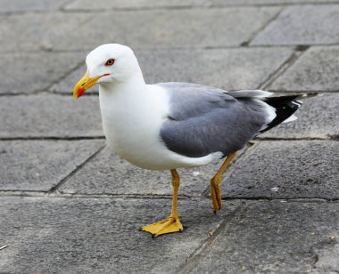 Sarı gagalı ve perdeli bacaklı büyük martı.