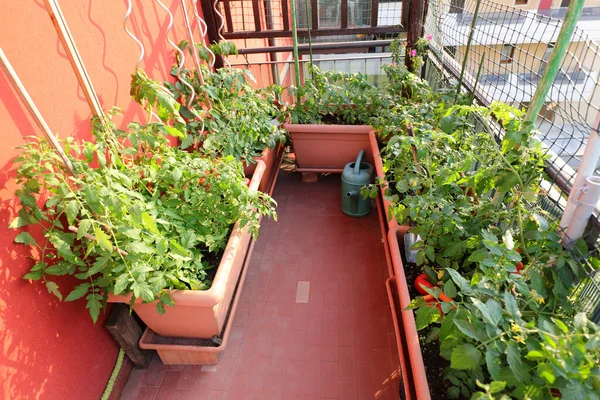 Blomkrukor Med Odlade Tomaterna Terrassen Lägenheten Staden — Stockfoto