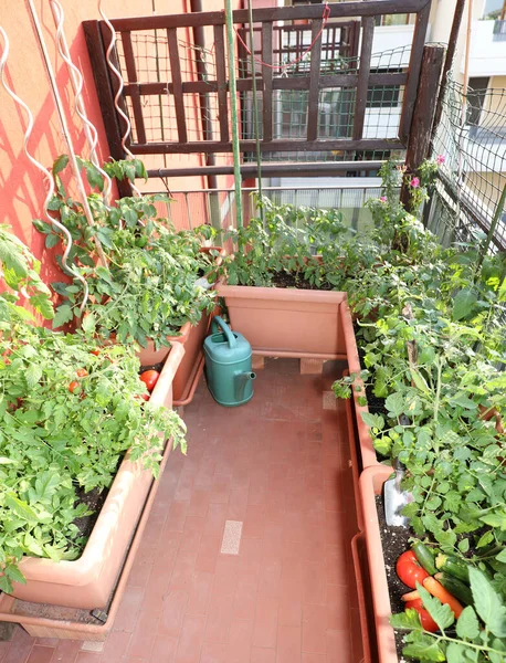 Hörnet Terrassen Med Många Blomkrukor Med Tomatplantor För Hållbart Jordbruk — Stockfoto