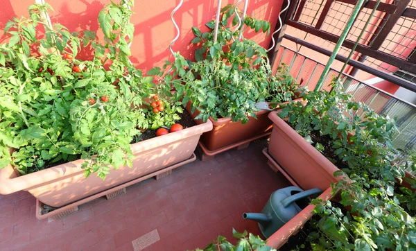 Terrass Ett Hus Med Urban Grönsaksträdgård Och Blomkrukor Med Tomatgrödor — Stockfoto