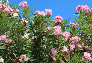 Akdeniz 'de yaz mevsiminde filizlenen Oleander bitkisinin birçok çiçeğinin arka planı