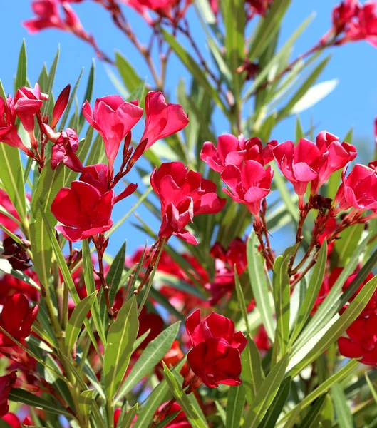 Red Oleander Plant Flowers Blossomed Summer Sunny Area Mediterranean Sea — Stock Photo, Image