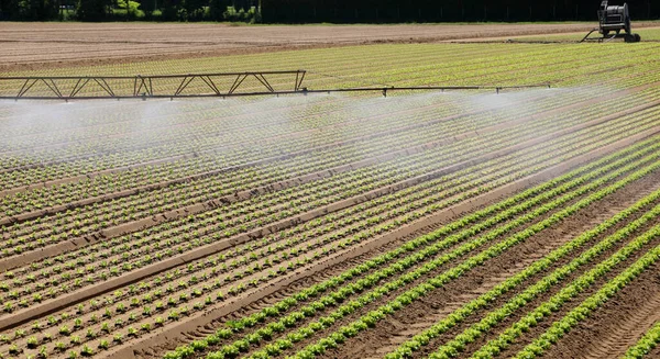 Automatic Irrigation System Water Green Lettuce Sprouts Cultivated Lawn Summer — Stock Photo, Image