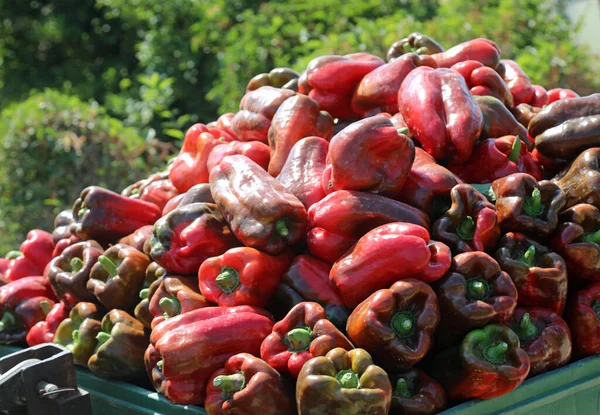 Caixa Com Lotes Pimentas Vermelhas Maduras Acabou Ser Colhido Cultivo — Fotografia de Stock