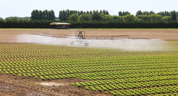 Système Irrigation Automatique Champ Cultivé Avec Les Pousses Laitue Verte — Photo