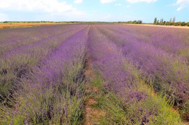 Mor lavanta çiçekleri ile çiçek açan tarla parfüm ve güzellik ürünleri hazırlamak için ideal.