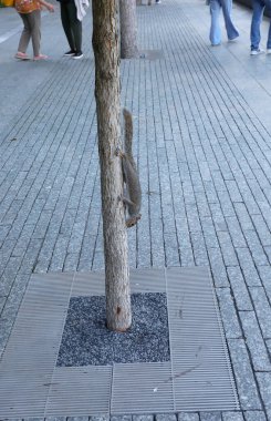 Şehrin kaldırımında uzun kuyruklu bir ağaç sincabı.