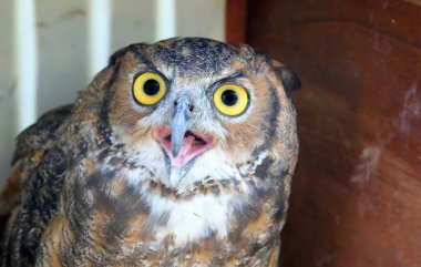 Kocaman sarı gözlü baykuş ve açık gagalı kanca her zaman şaşkın ve şaşkın.