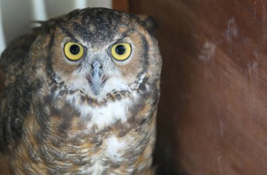 Kocaman sarı gözlü baykuş ve esaret altında gagalı kanca.