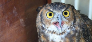 Baykuş kocaman gözlü ve gagalı açık gagalı, her zaman şaşkın ve şaşkın.