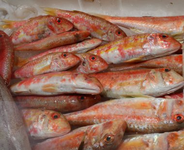 several fresh red mullets just caught on ice ready for sale at the fish market