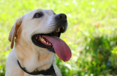 labrador retriever dog with big eyes and a long tongue hanging out of its mouth