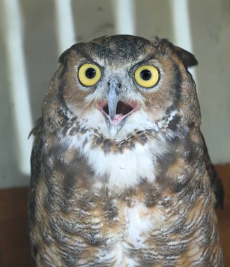 Kocaman sarı gözleri olan sevimli baykuş yırtıcı kuşlara kanca gagası takıyor.