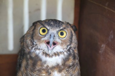 Büyük sarı gözlü baykuş gagası açık, şaşkın şaşkın görünüyor.