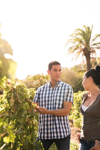 Young man and woman in the vineyards are looking at the vines and conversing