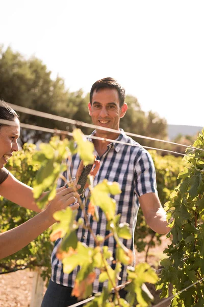 Happy couple having fun in the vineyard with the man wearing a casual checkered shirt and the woman gesturing at the vines