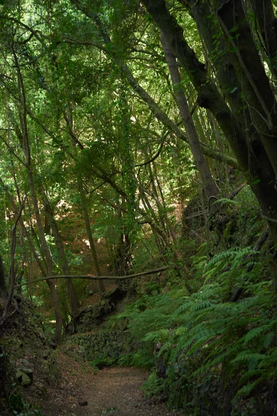 Liten stenig Stig i en trädfylld skog — Stockfoto
