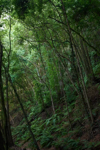 Grün bewachsene Bäume ragen aus einem schroffen Pfad — Stockfoto