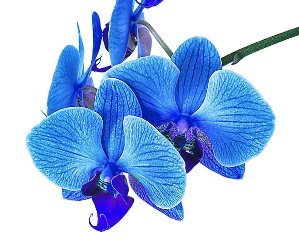 Piękny niebieski Orchid bez tła, jasny niebieski storczyków kwiaty na białym tle. — Zdjęcie stockowe