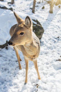 güzel geyik kar karada genç yüksek geyik bize bakıyor.