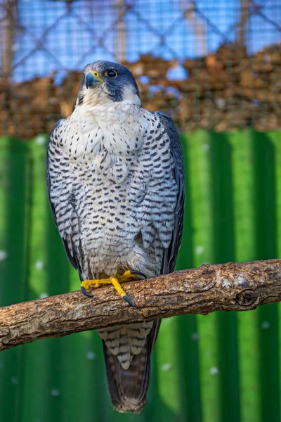 Peregrine Falcon, um grande cartão bonito, Falcão forte, ave de rapina na natureza . — Fotografia de Stock