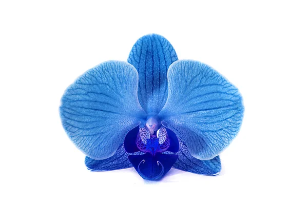 Bela orquídea azul sem fundo, flores azuis brilhantes da orquídea em um fundo branco . — Fotografia de Stock