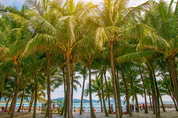 Aleya palms, tropikal Adası yakınlarında, birçok güzel yüksek palmiye ağaçları büyümek ve güzel ağaçlar gökyüzüne büyür. Asya — Stok fotoğraf