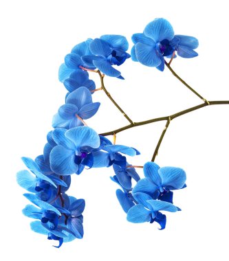arka plan, beyaz bir arka plan üzerinde parlak mavi orkide çiçek olmadan güzel mavi orkide.