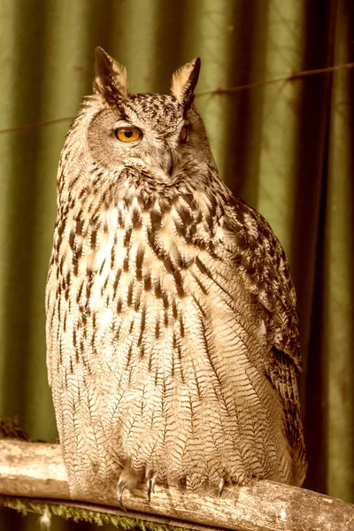 Grande coruja bonita sentado em um ramo. olhos que não piscam . — Fotografia de Stock