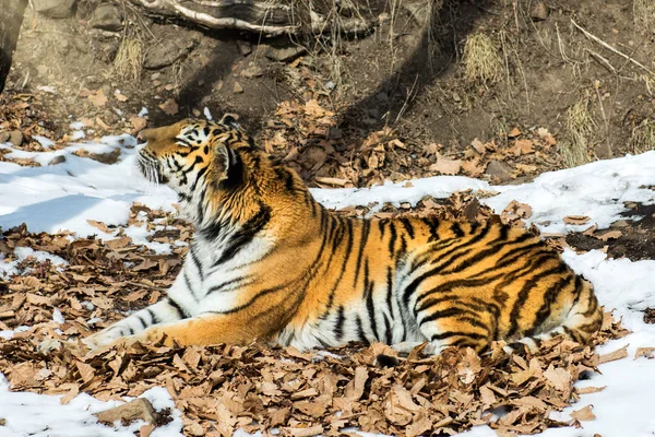 Велика tiger в сніг, красивий, дика, смугаста кота, у відкритих Вудс, дивлячись безпосередньо на нас. — стокове фото