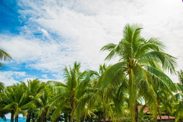 Aleya palms, tropikal Adası yakınlarında, birçok güzel yüksek palmiye ağaçları büyümek ve güzel ağaçlar gökyüzüne büyür. Asya — Stok fotoğraf