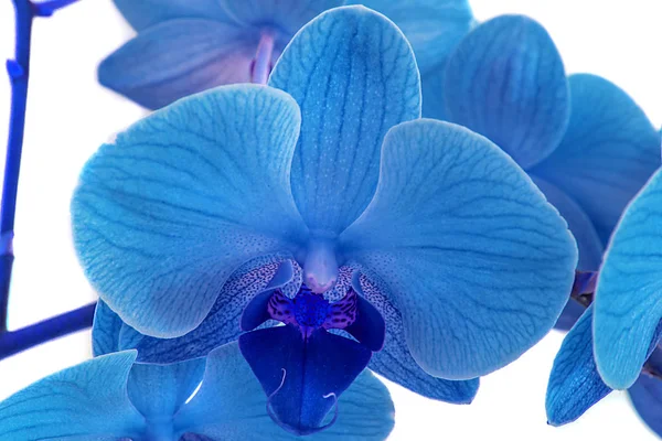 Schöne blaue Orchidee ohne Hintergrund, hellblaue Orchideenblüten auf weißem Hintergrund. — Stockfoto