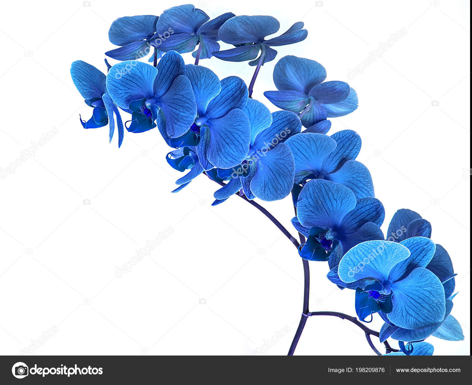 Background blue orchid white Beautiful blue Orchid without