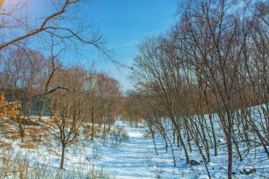İnsanlar, hayvanlar ve insanlar için köprüler Park geçiş için yüksek köprüler ile kış orman.