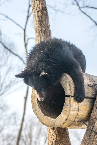 Dwa Bear Cubs Gra Śniegu Wysokie Drzewa Gejów Młode Tumbling — Zdjęcie stockowe