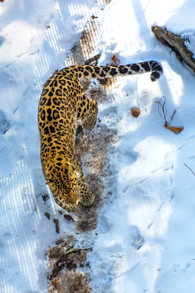 seaside Leopard, aggressive animal walks on snowy ground, big beautiful striped Leopard.