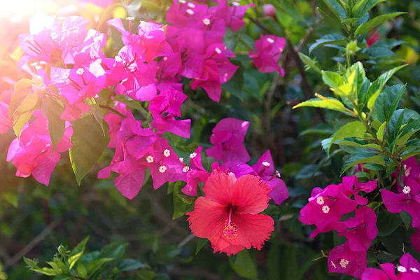 Vackra tropiska blommor, den Bush strizhennom ratut. många ljusa saftiga färger i varma klimat. Tropical — Stockfoto