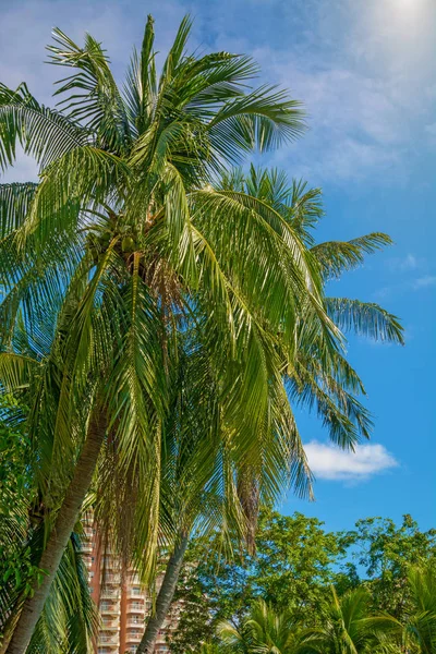 Aleya palms, tropikal Adası yakınlarında, birçok güzel yüksek palmiye ağaçları büyümek ve güzel ağaçlar gökyüzüne büyür. Asya — Stok fotoğraf