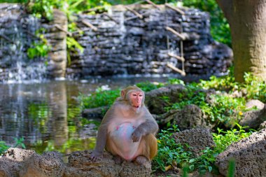 ormanda koşturup, yeme maymunlar. küçük ve büyük çalış ve güneşin altında güneşlenmek.