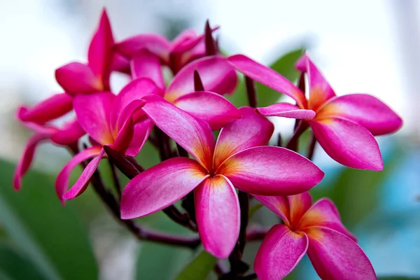 Un sacco di bellissimi fiori colorati che crescono ai tropici. esotico, raro flowe — Foto Stock