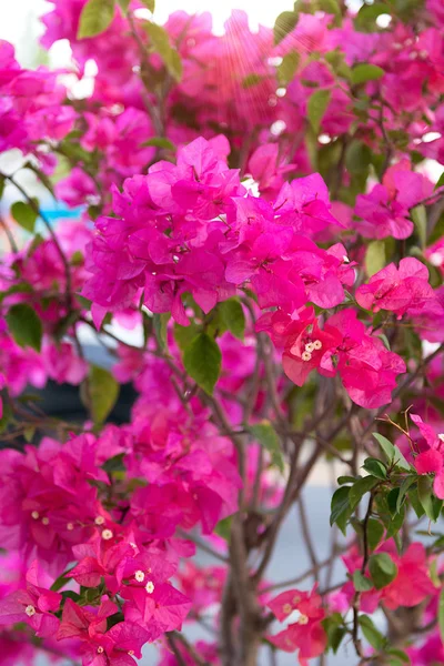 En hel del vackra, färgglada blommor som växer i tropikerna. exotiska och sällsynta blo — Stockfoto