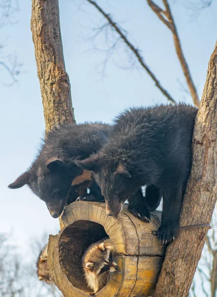 2 クマ カブスのプレイ アライグマと一緒にツリー」に、クマから木材と、アライグマが逃げる. — ストック写真