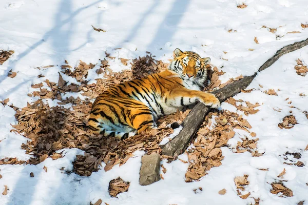 Stora tiger i snön, den vackra, vilda, randig katt, i öppen skog, tittar direkt på oss. — Stockfoto