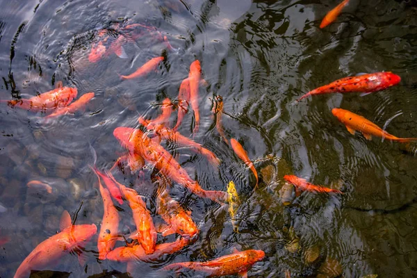 bright red Koi fishes swim in an open pond, red, white and orange fish in open water