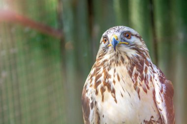   Peregrine Falcon bir dal üzerinde oturan ve doğrudan bize bakıyor. 