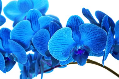 arka plan, beyaz bir arka plan üzerinde parlak mavi orkide çiçek olmadan güzel mavi orkide.