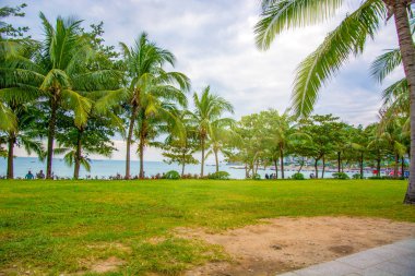 aleya palms, tropikal Adası yakınlarında, birçok güzel yüksek palmiye ağaçları büyümek ve güzel ağaçlar gökyüzüne büyür. Asya 