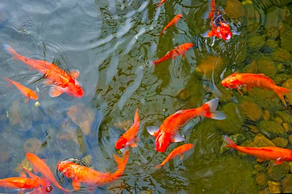鮮やかな赤鯉が池に泳ぎ、赤・白・オレンジ色の魚が水中を泳ぐ — ストック写真