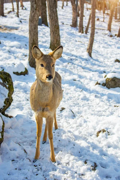 Beau cerf sur terre enneigée, jeune cerf nous regarde . — Photo