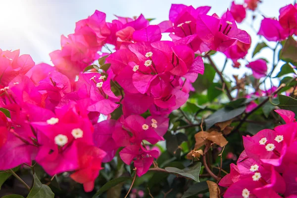 Hermosas flores tropicales, la ratut strizhennom Bush. muchos colores jugosos brillantes en climas cálidos. tropical — Foto de Stock